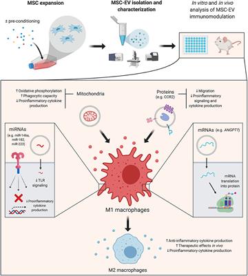 Targeting the Immune System With Mesenchymal Stromal Cell-Derived Extracellular Vesicles: What Is the Cargo's Mechanism of Action?